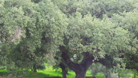 28521800yearoldoaktreeonthefarm3589kb_exterior