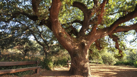 51521800yearoldoaktreeonthefarm1a27mb_exterior